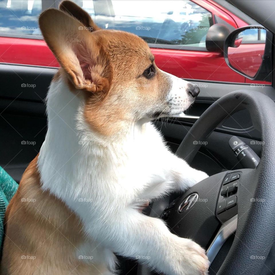 New driver 