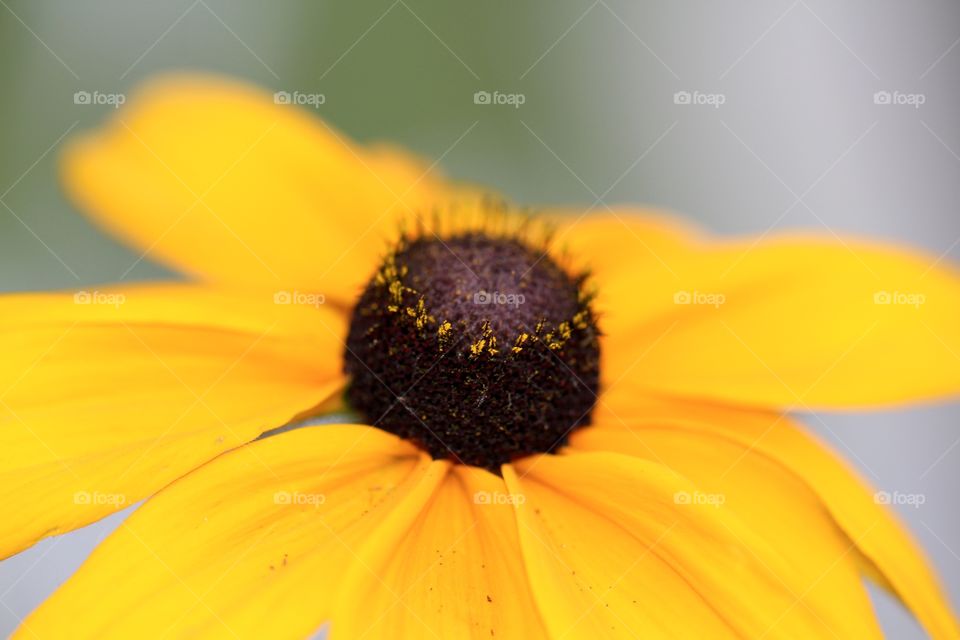 Pollen on a Black Eyed Susan