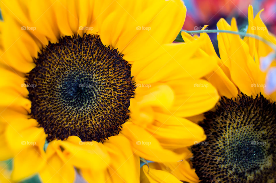 Closeup of Beautiful Sunflower (Helianthus annuus) flower art photography 