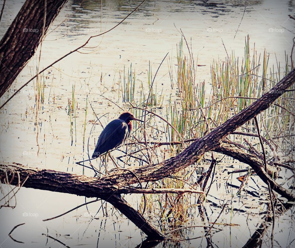 Little blue heron
