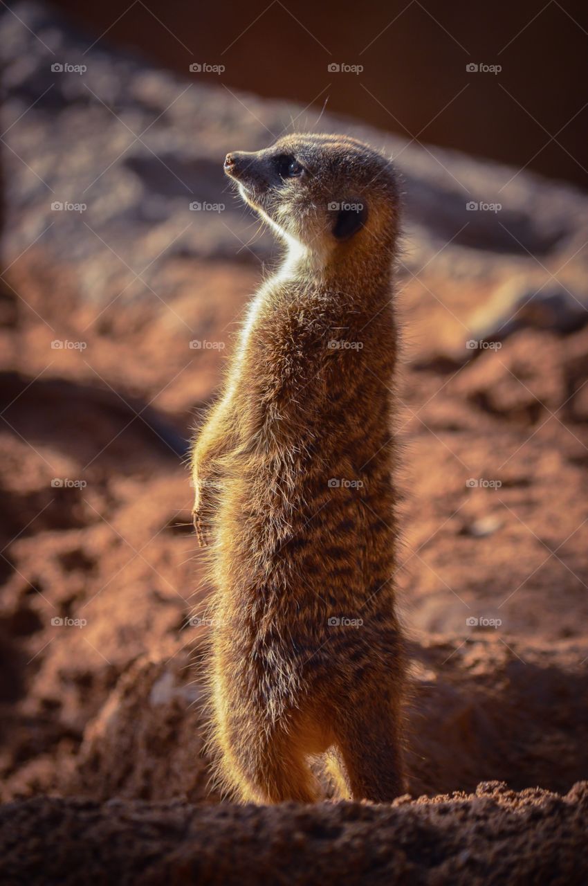 Suricata