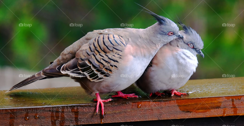 Friendship between Crested Pigeons