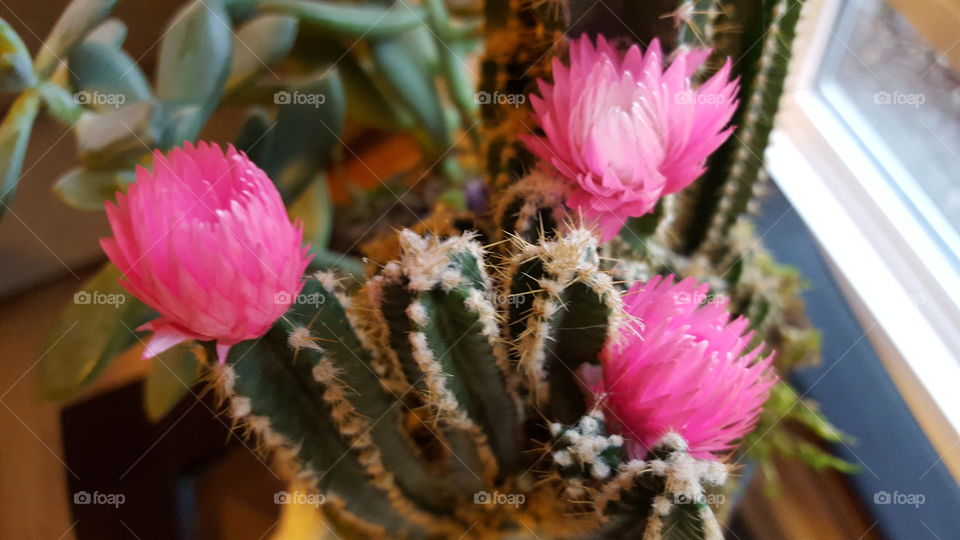 cactus flowers