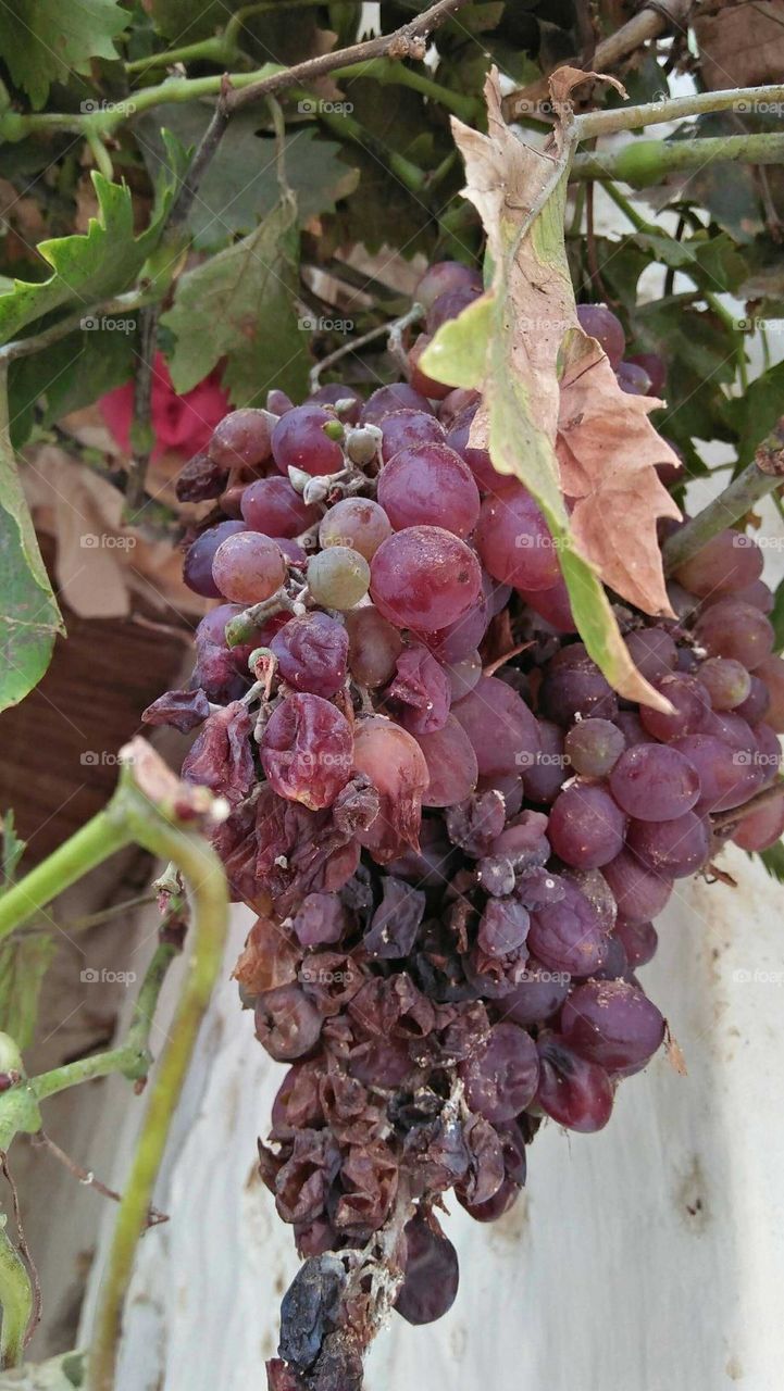 Bunches of grapes.