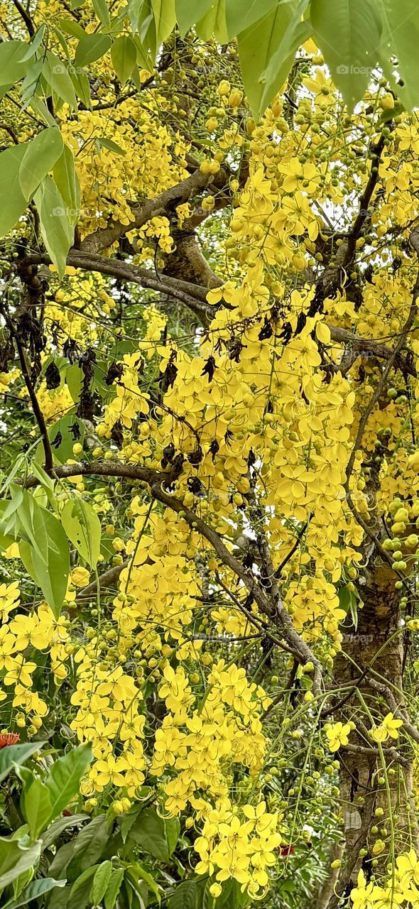 Golden shower flower (Kanikonna- കണിക്കൊന്ന