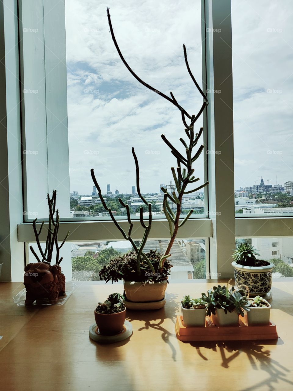 Small trees placed by the window.