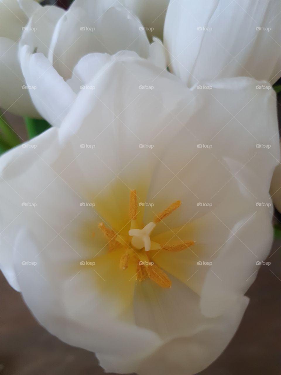 Tulip