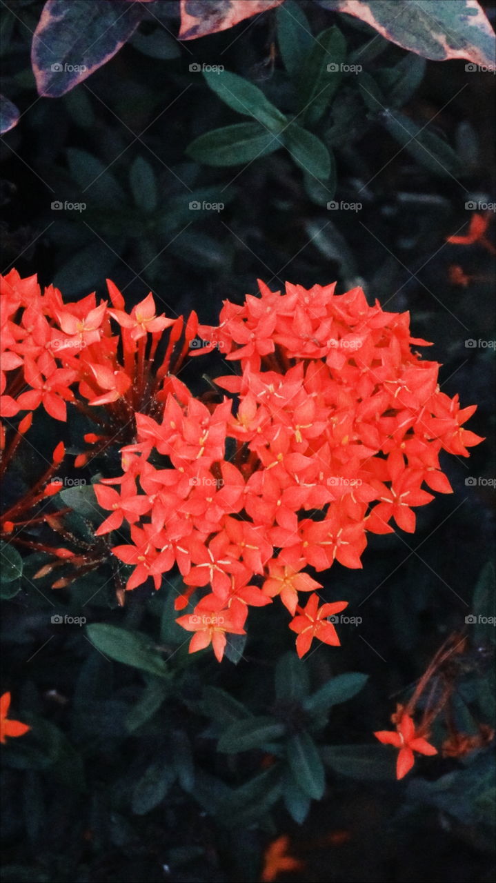 A flor do jardim.
 Foto tirada na em Itabaiana-PB