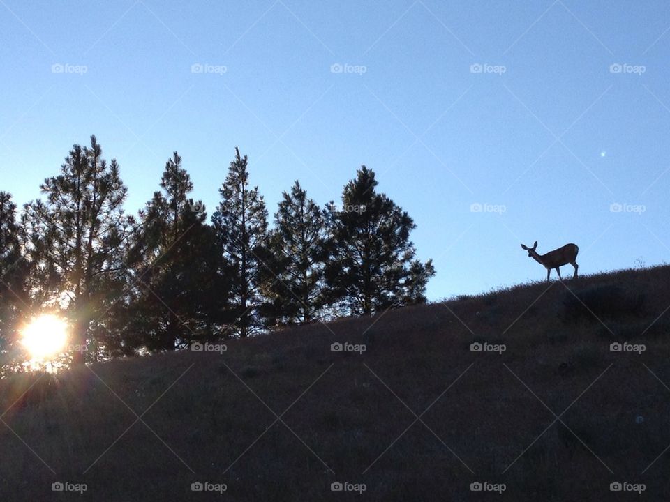 Deer on hill