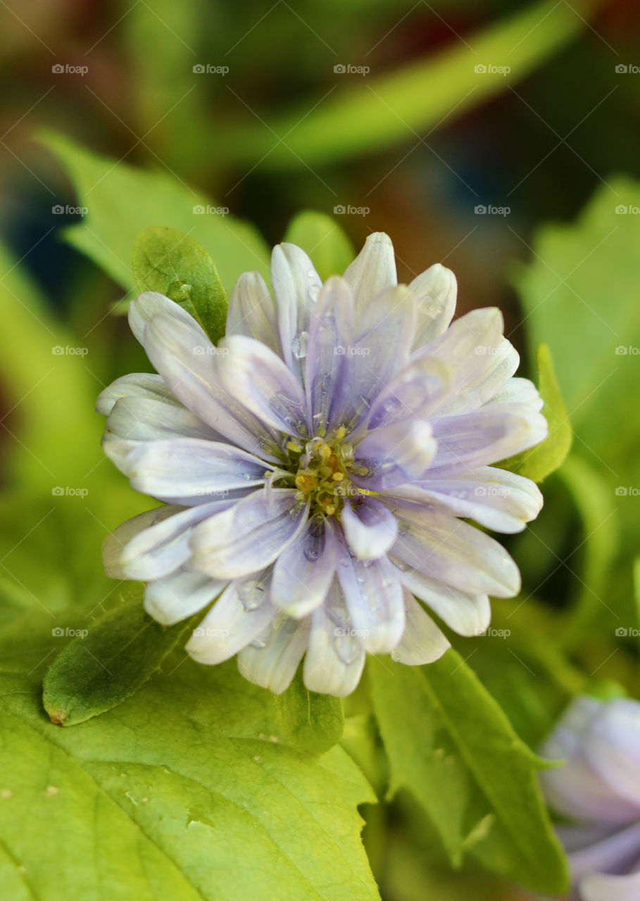 Purple Flower