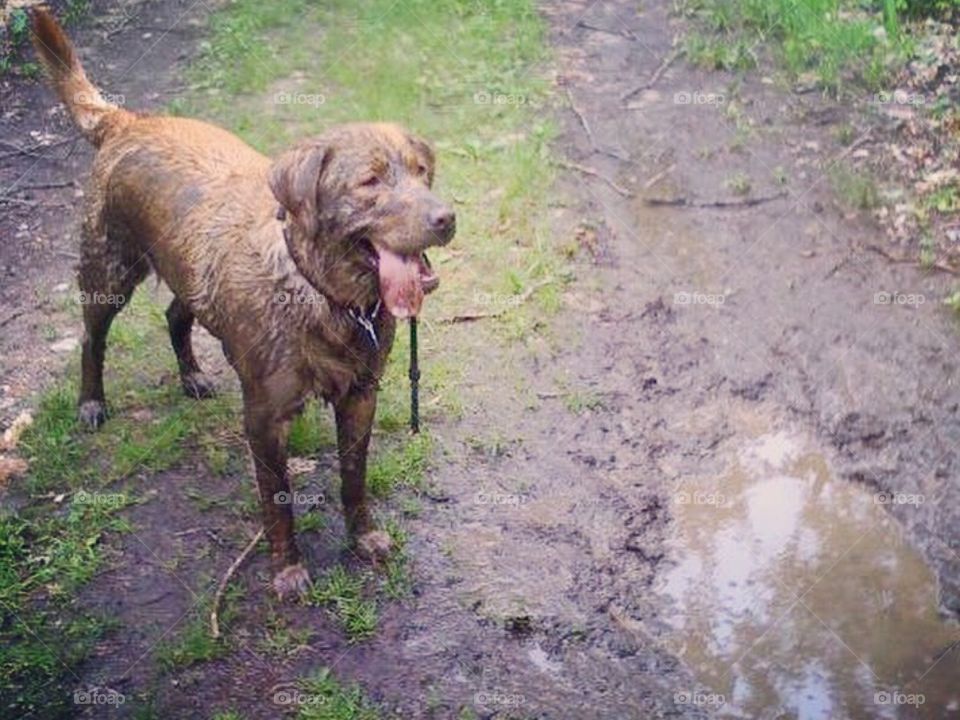 Muddy dog