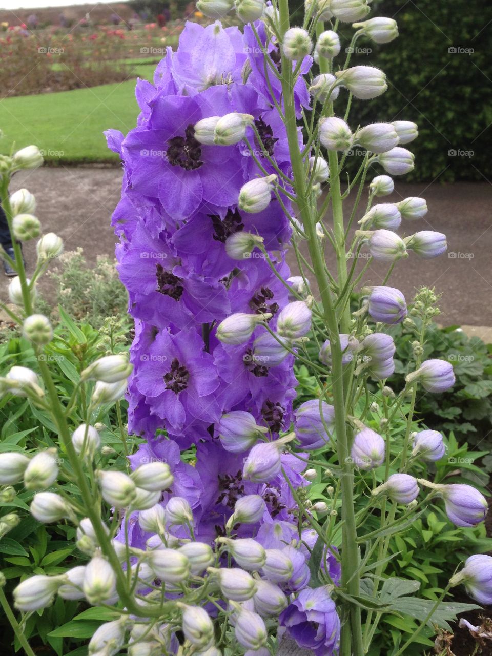 Lilac bells