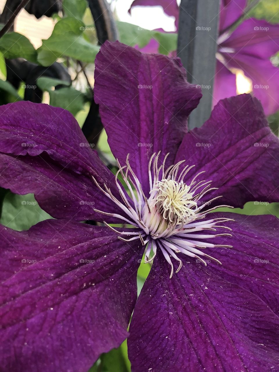 Clematis Closeup 