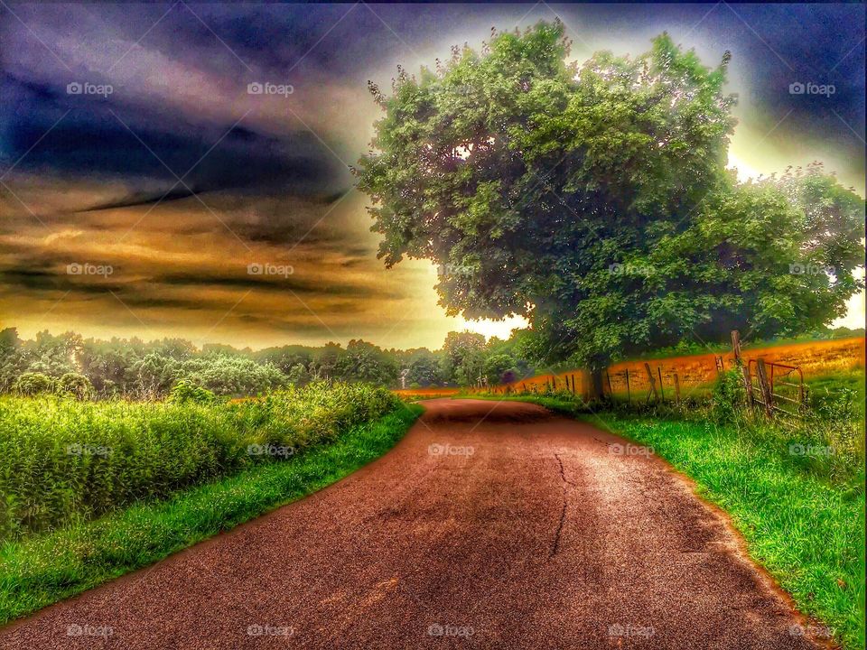A road cuts through the farm. Sunset on a country farm road 