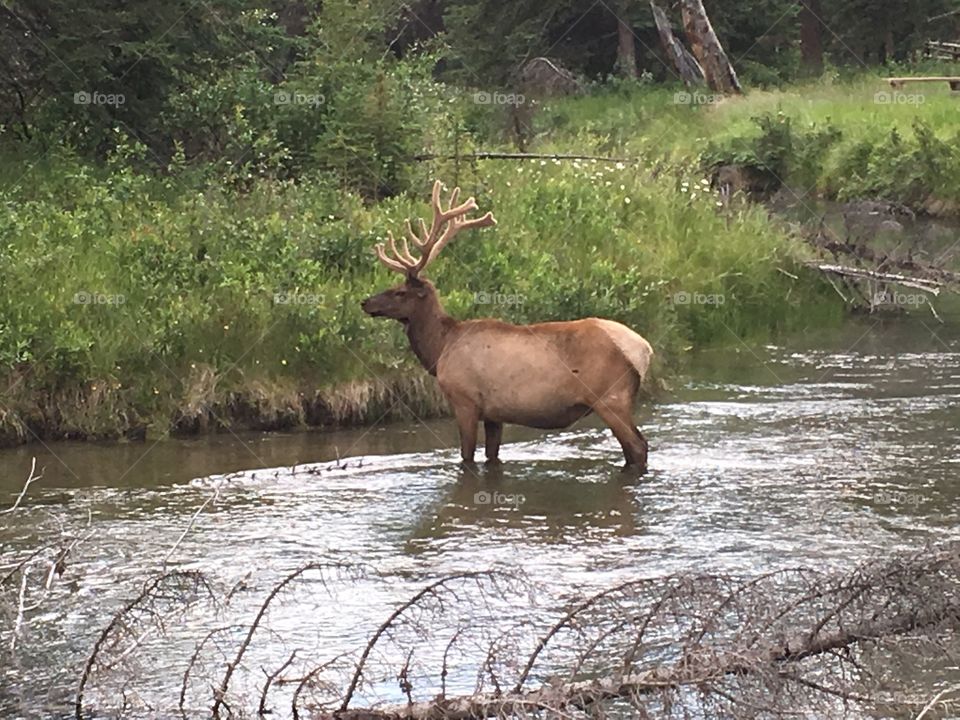The majesty of the great Elk 