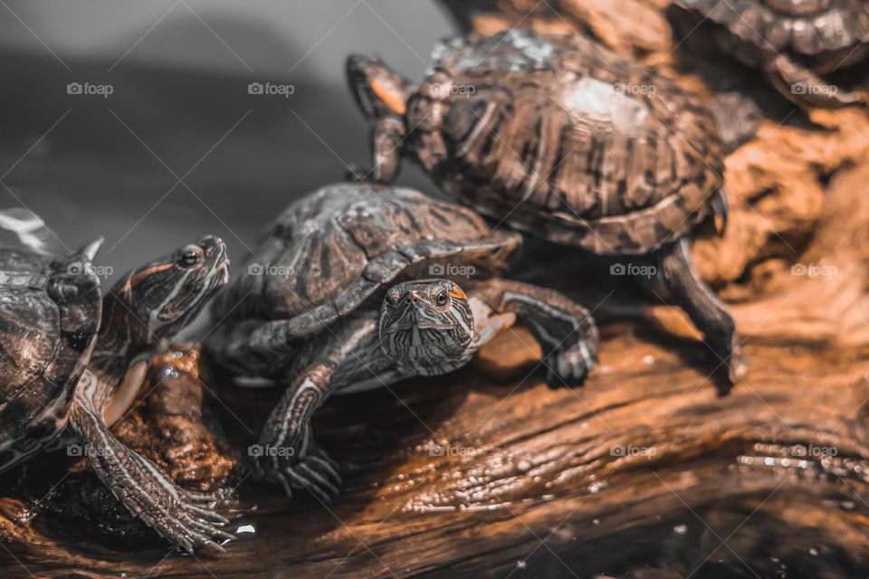 Red-eared Slider, Trachemys scripta elegans