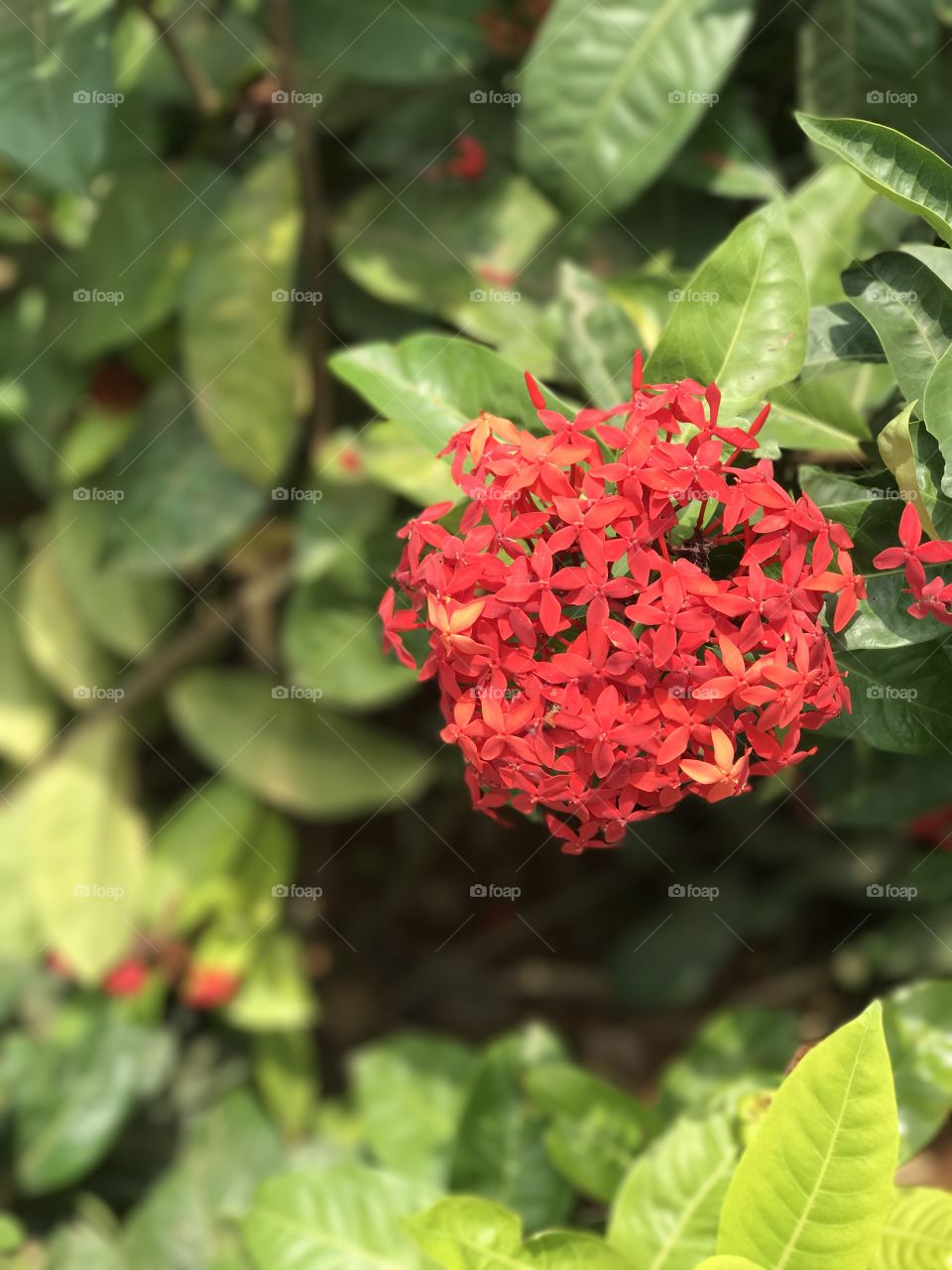 Bright vibrant red flower closeup shot.