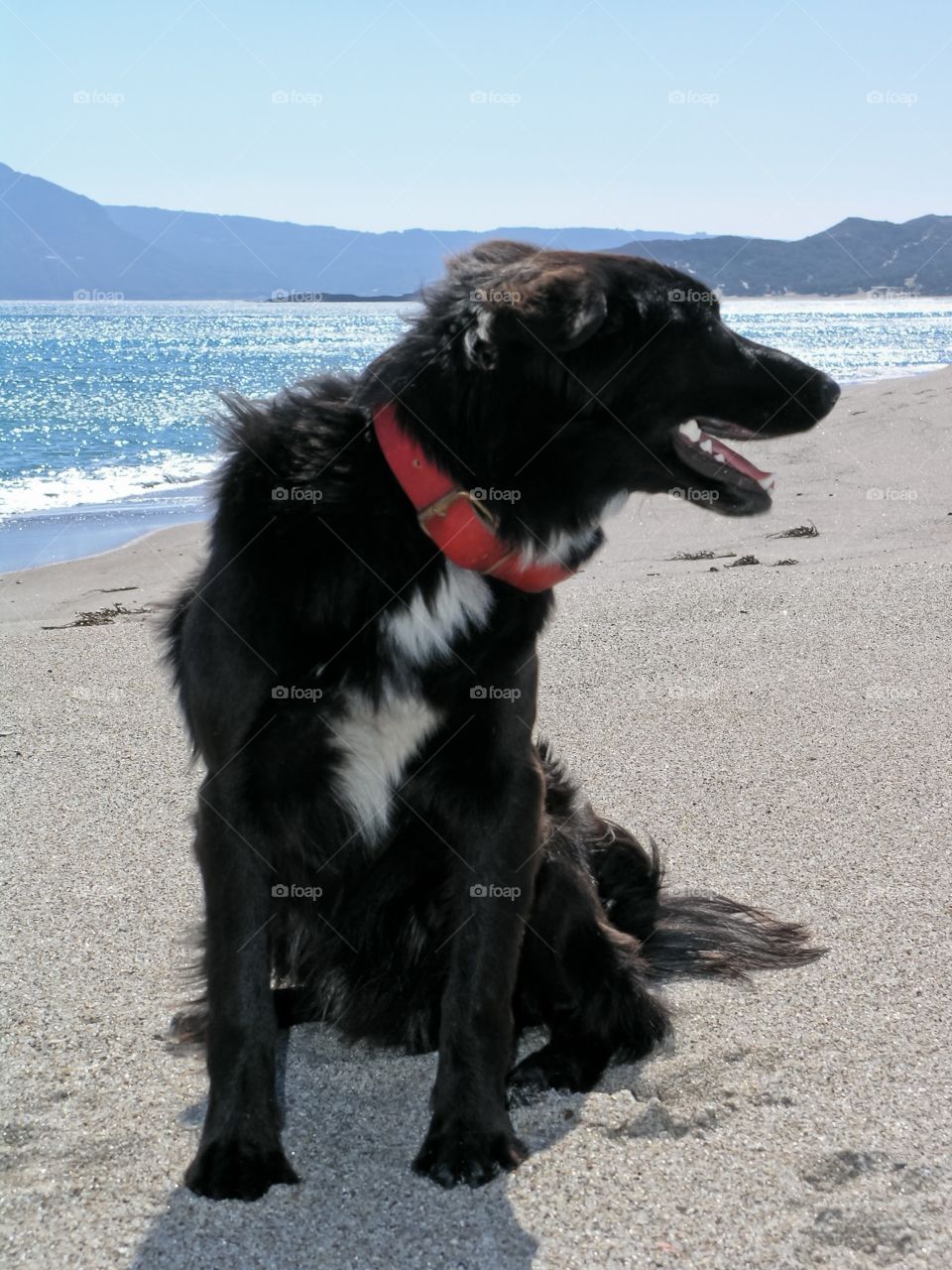 A dog is on the beach