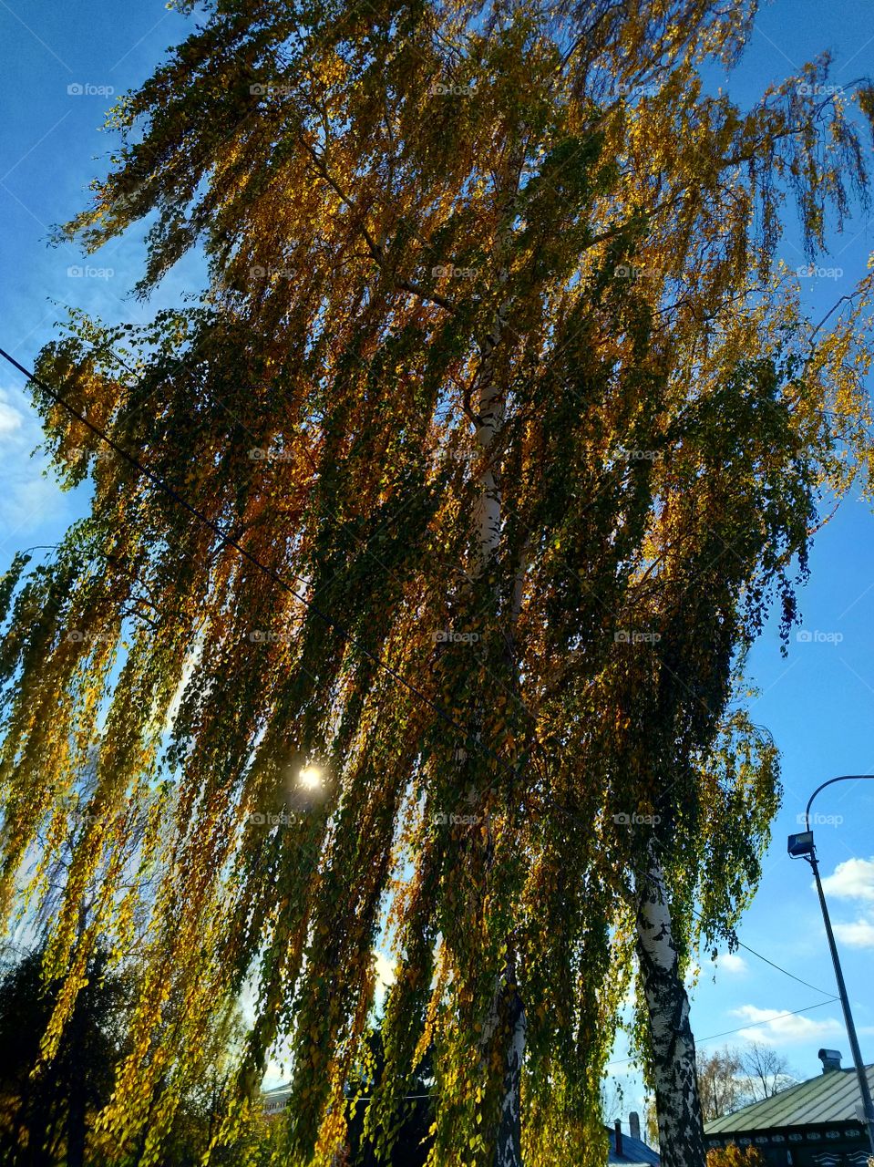 Russian beauty, branches to the ground