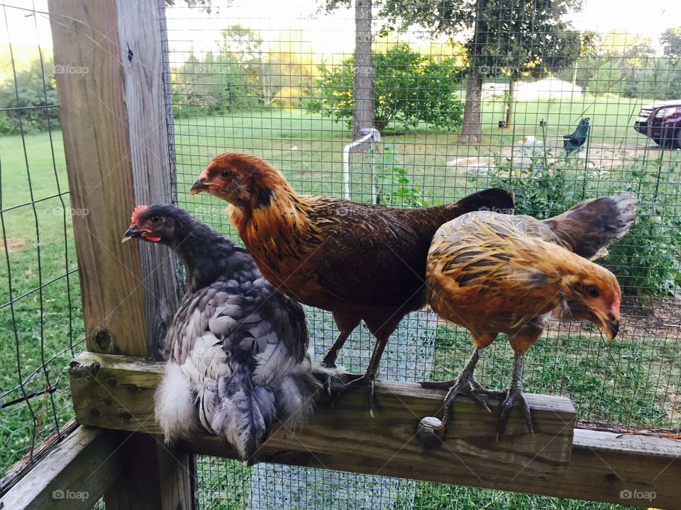 Ameraucana pullets and a young Cochin rooster