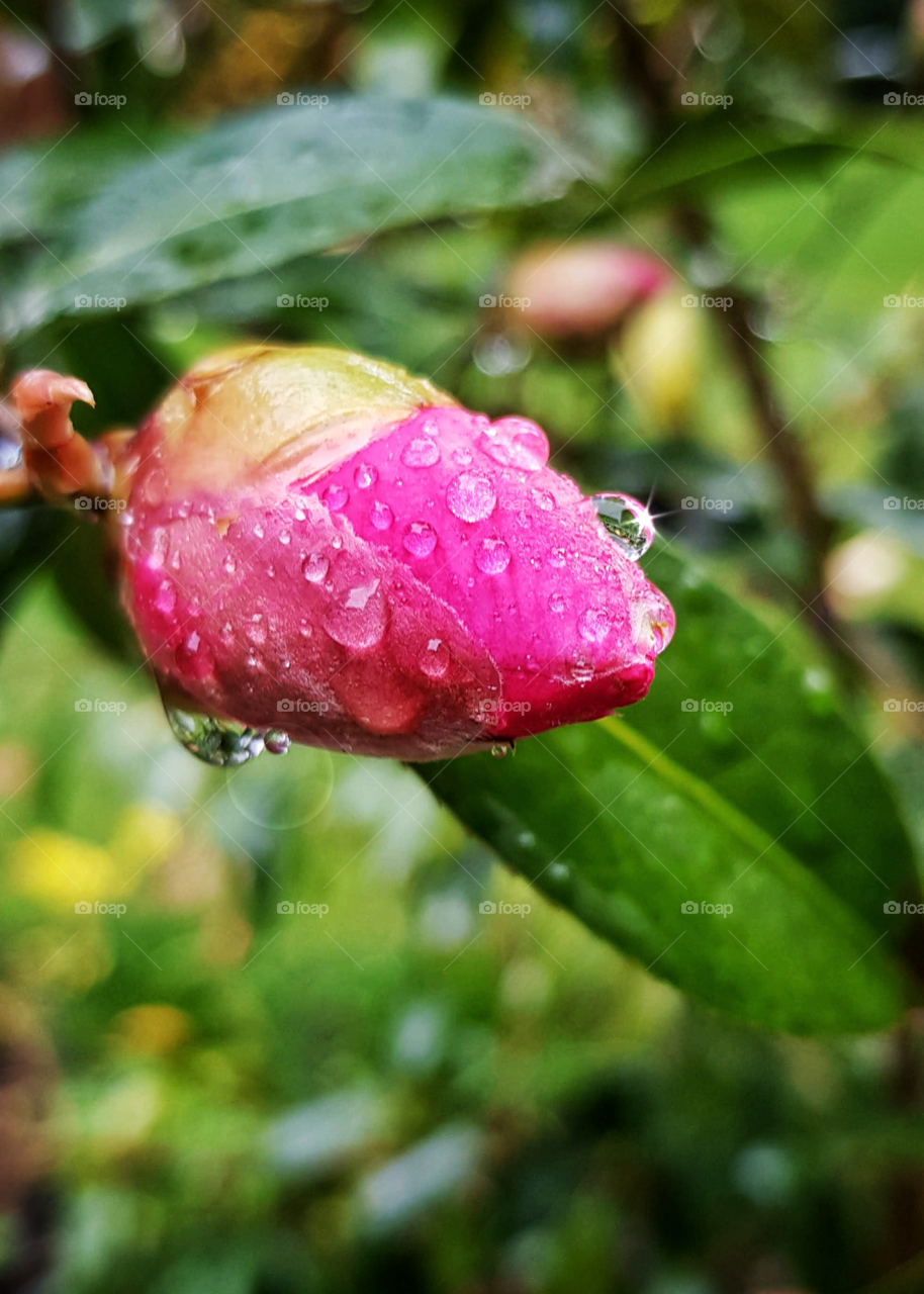 Pink Camelia 