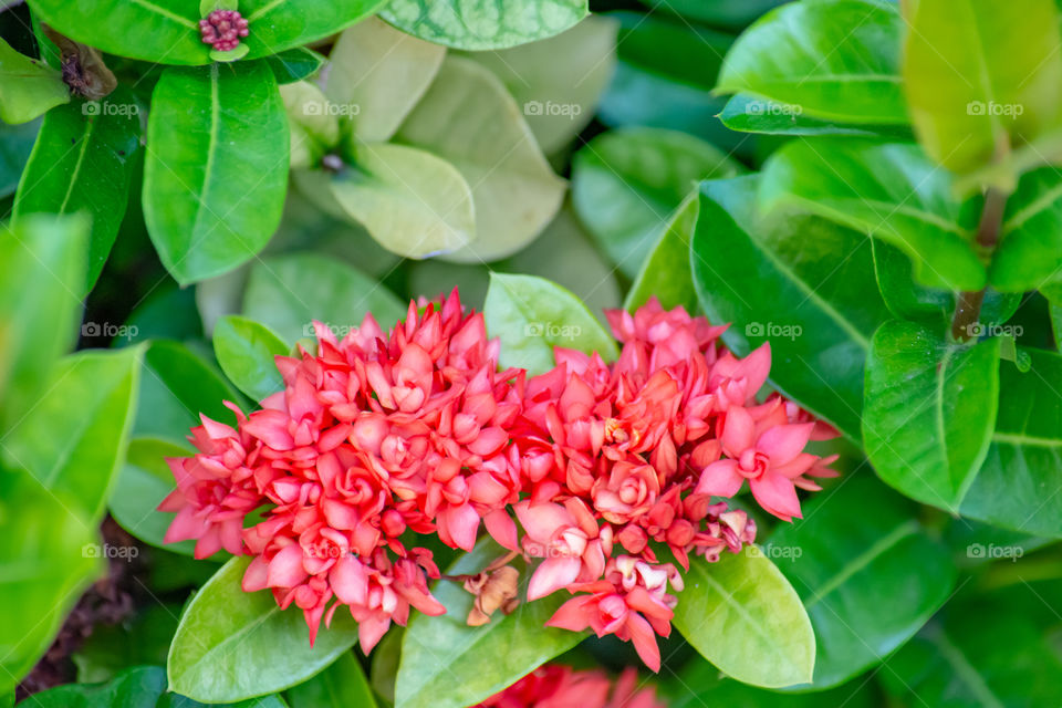 Beautiful Rad Ixora with small flowers in garden.