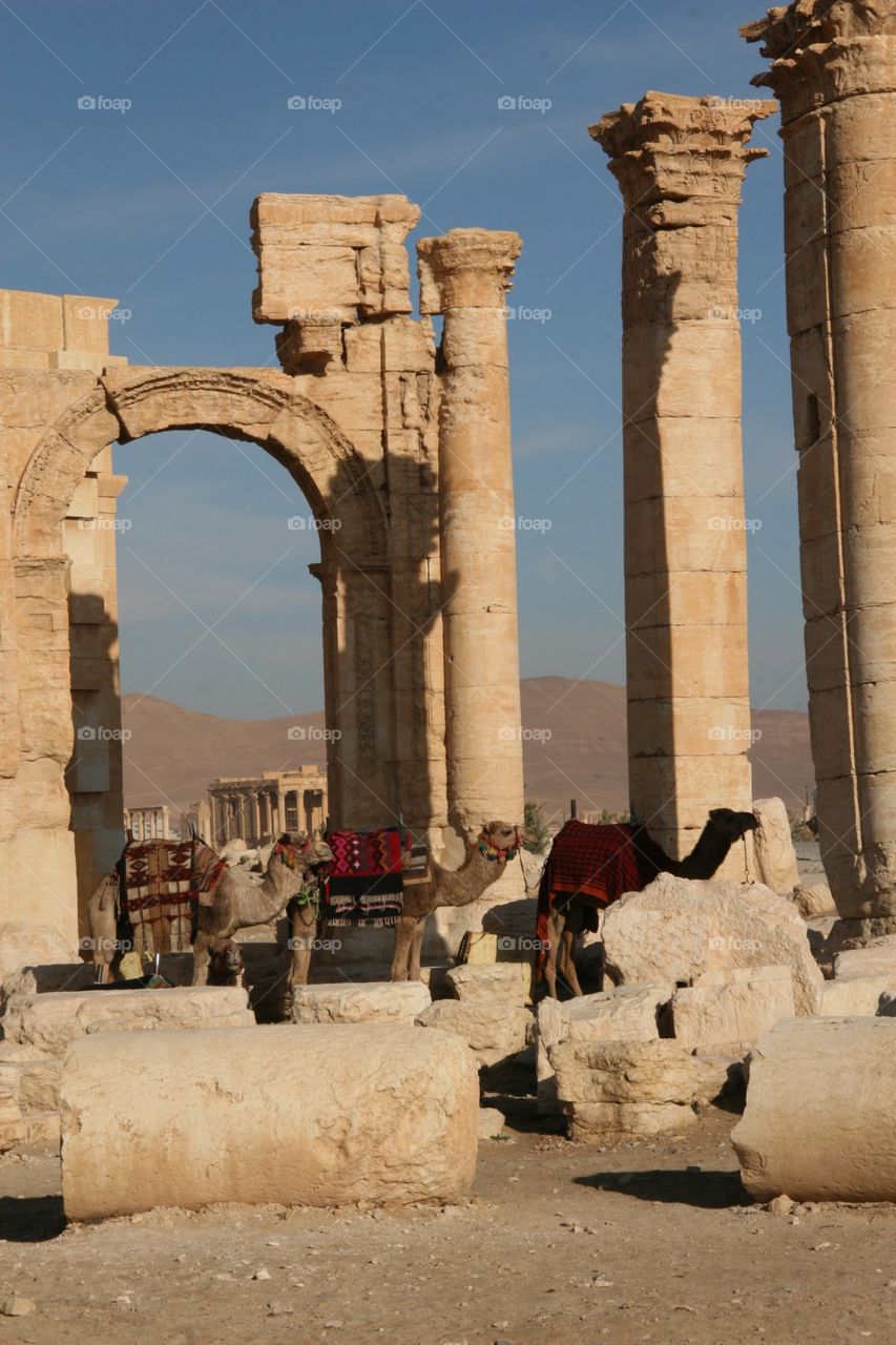 Palmyra, Syria, ancient history, ancient architecture, camels, gone? 