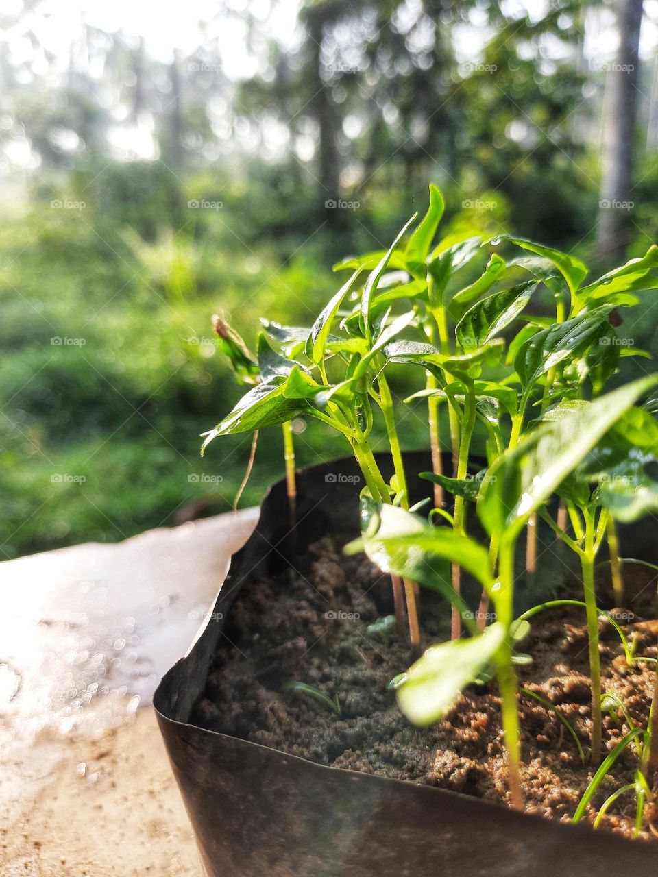 Small chilli plant nursery photographed in the morning