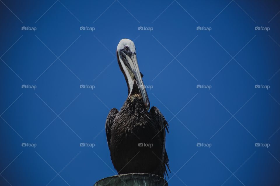 Pelican 