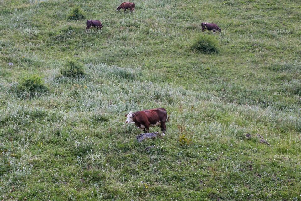 Cows on a mountain hike