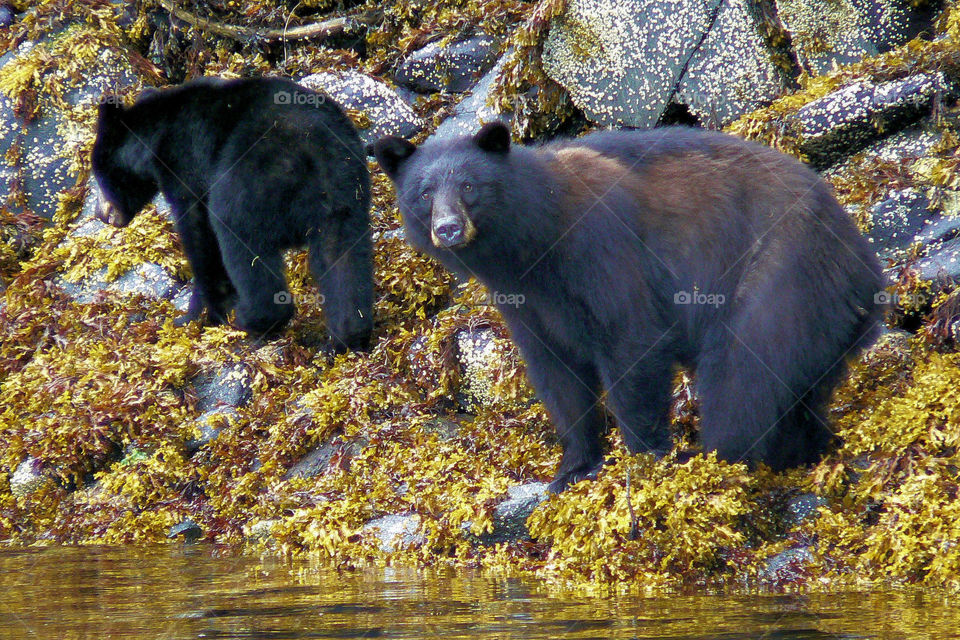 Black bears seen at Neets Bay