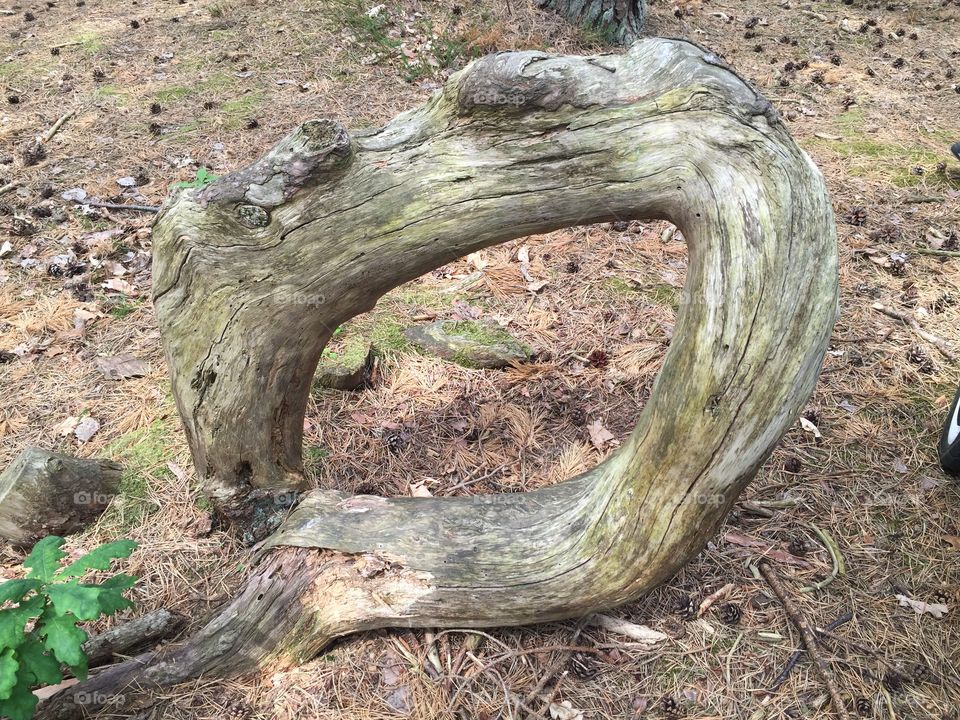 Trollskog i Vejbystrand