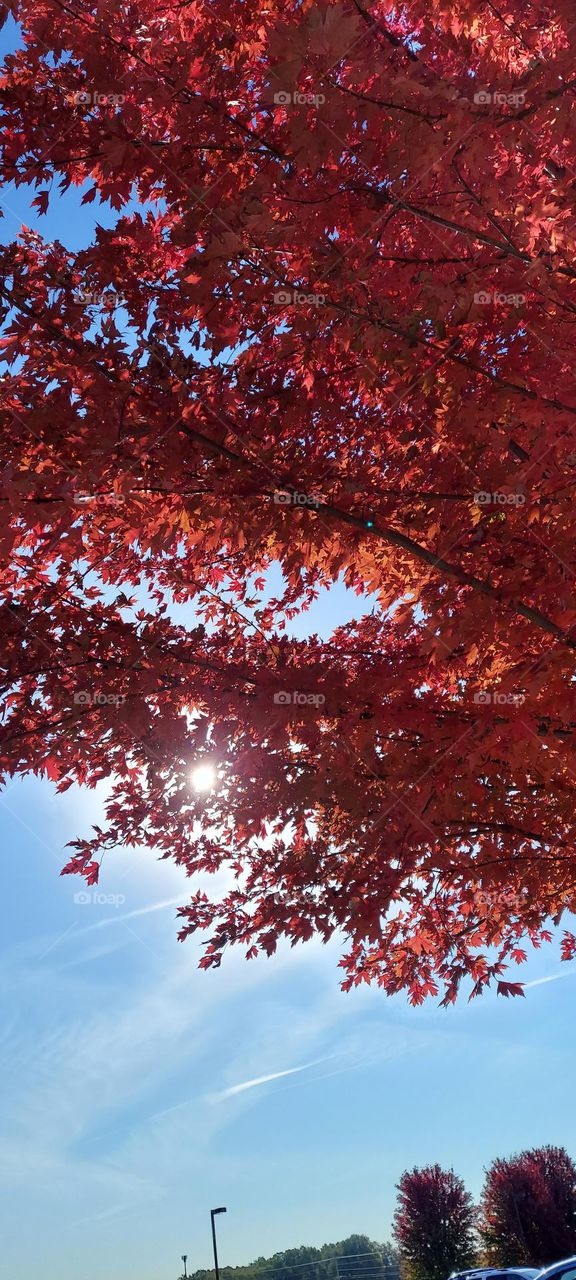 sunshine through the trees