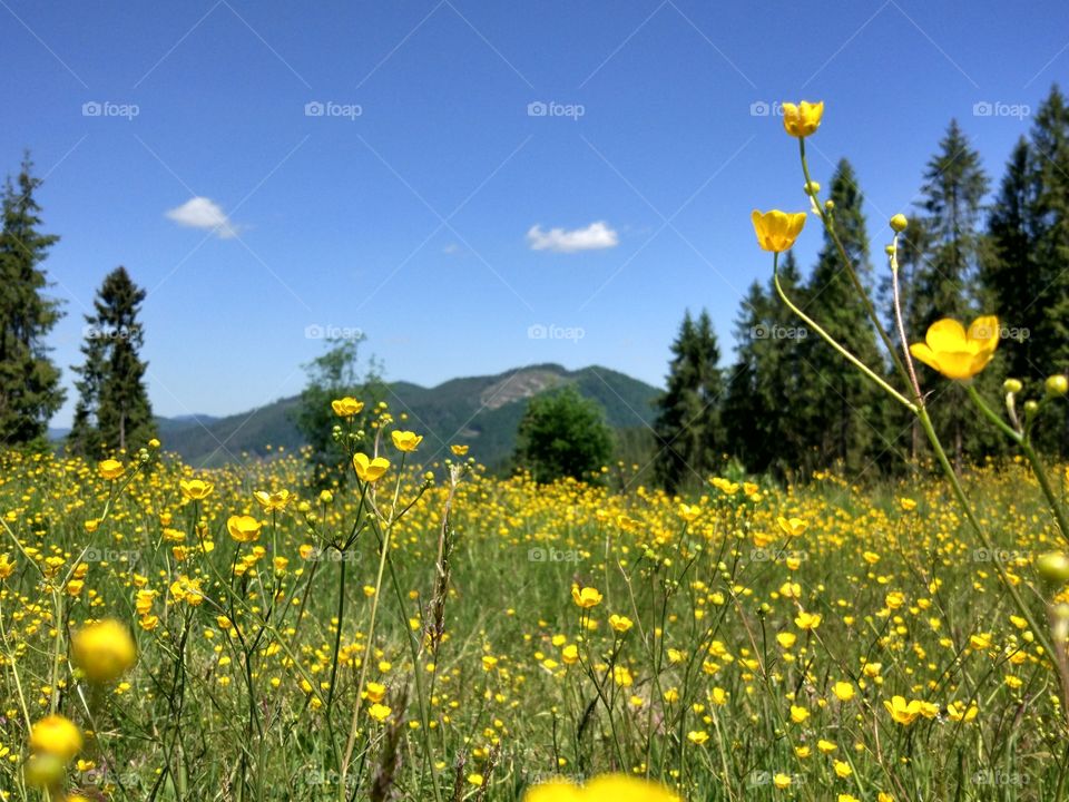 Carpathian mountains landscape