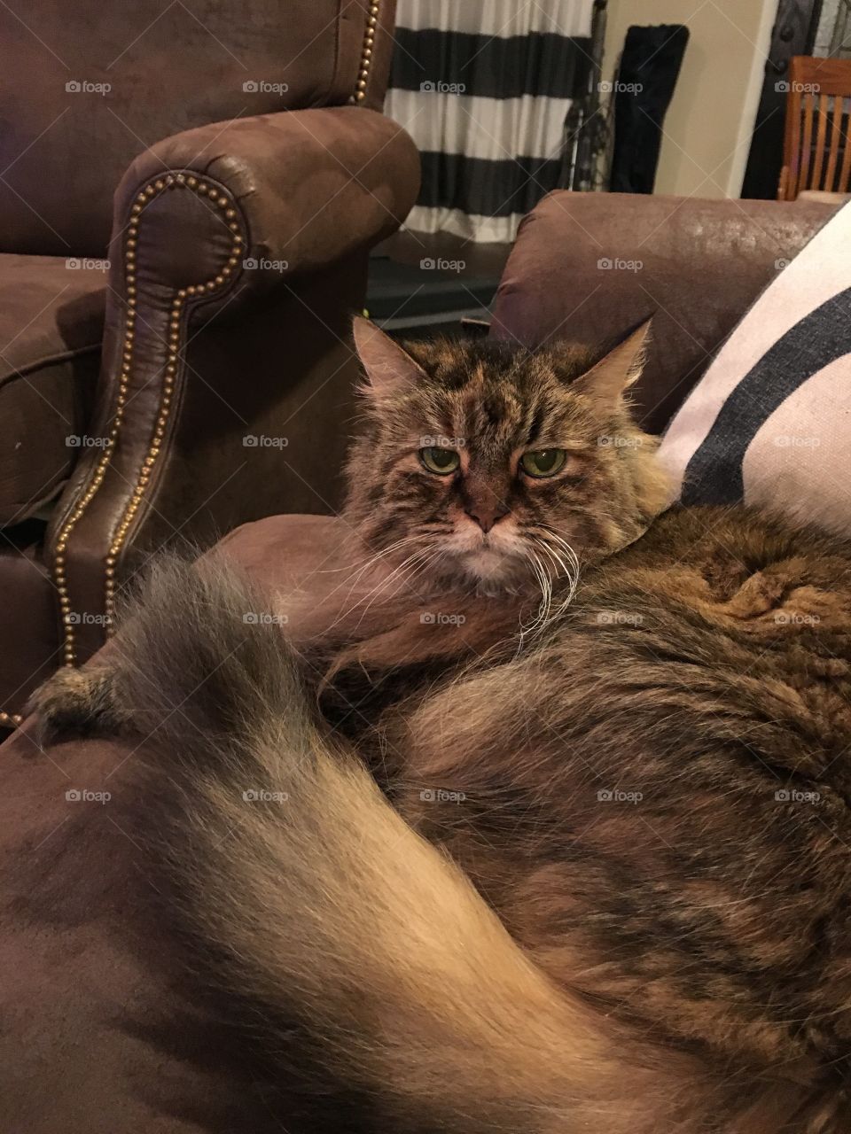 Shaggy, the Maine Coon cat. 