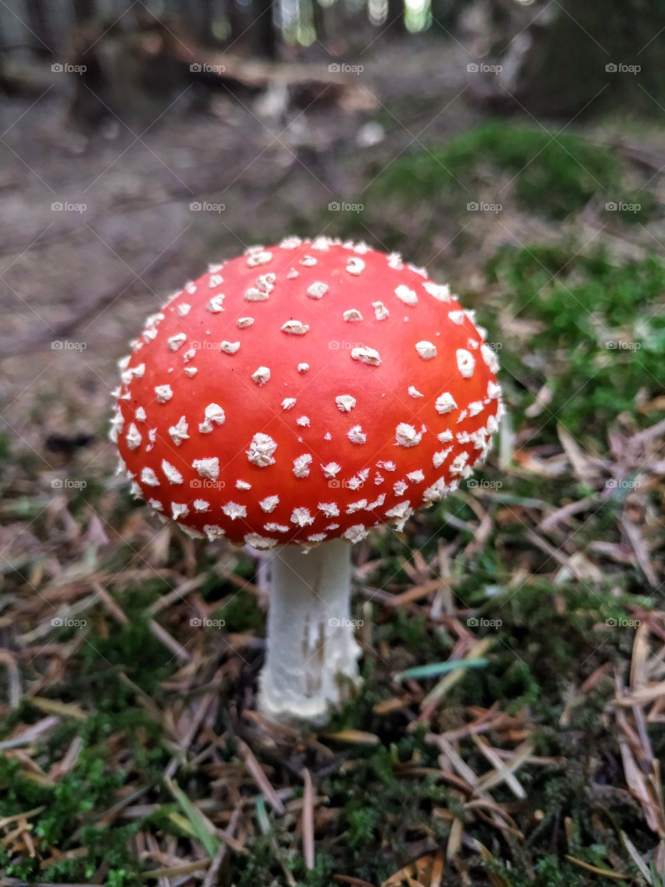 A little fly agaric