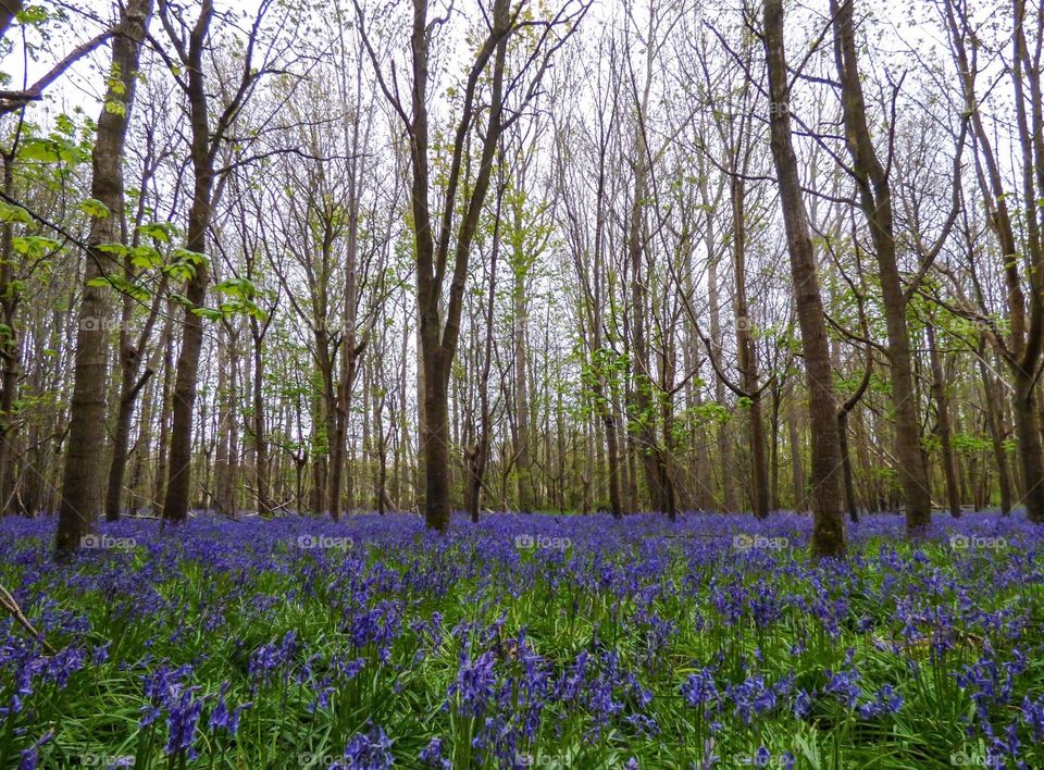 Woodland with bluebell floor