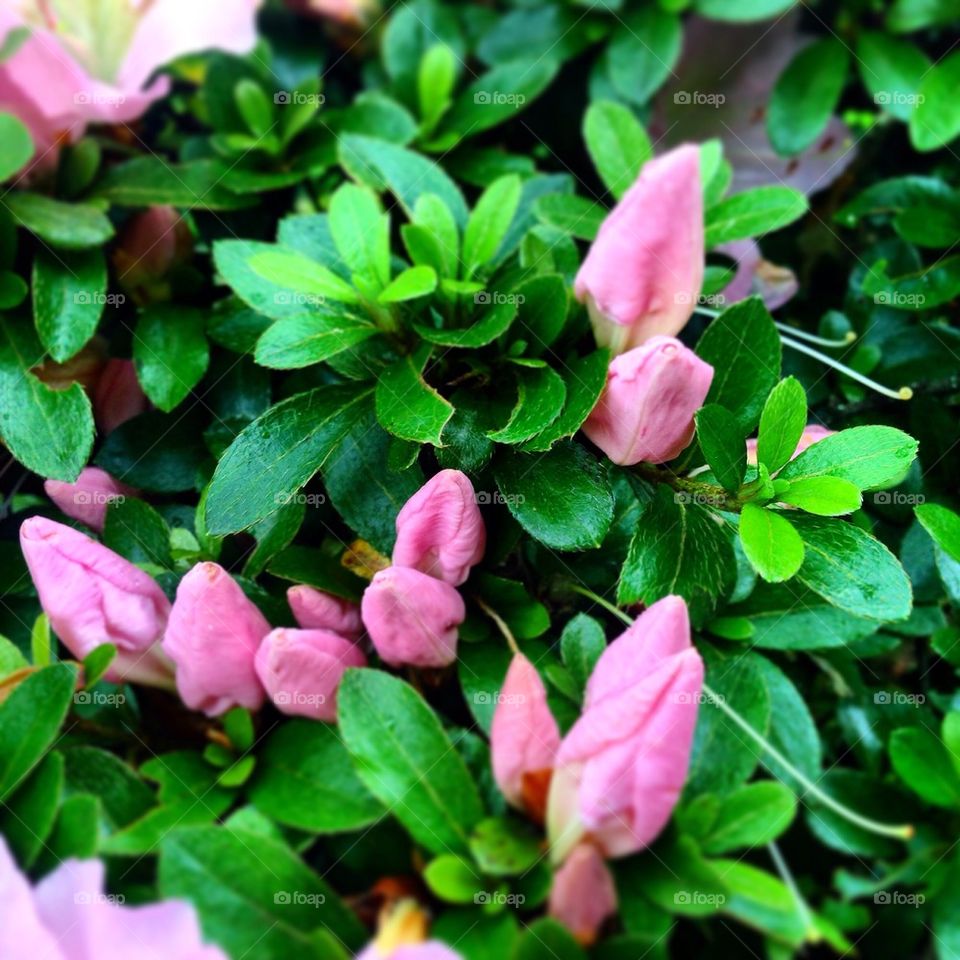 The Beautiful Garden