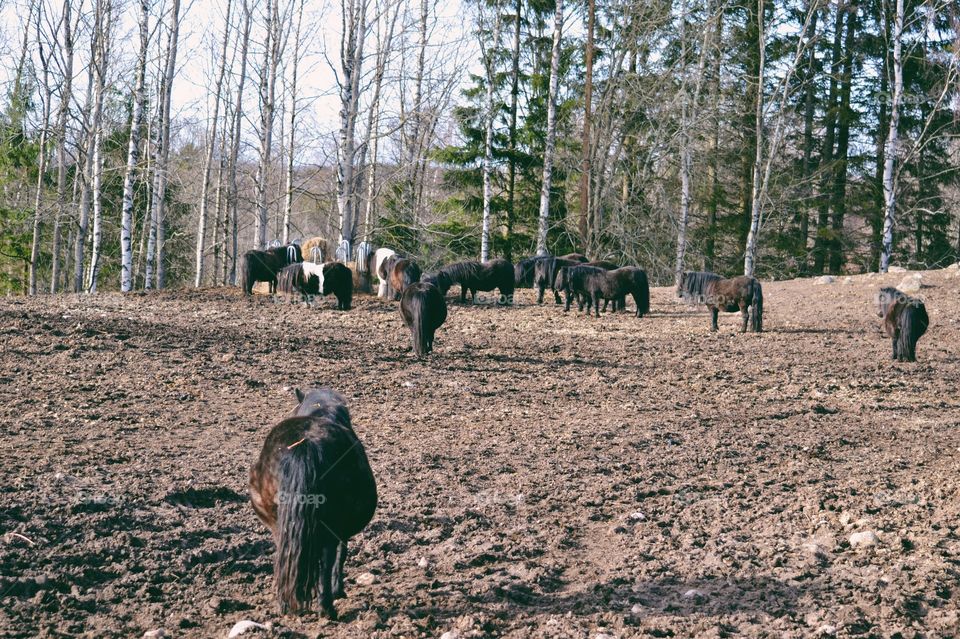 Ponies in a pasture