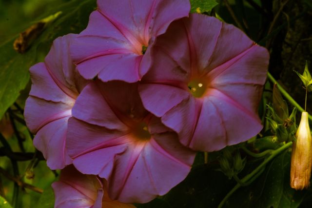 Wild flower/Flor silvestre.