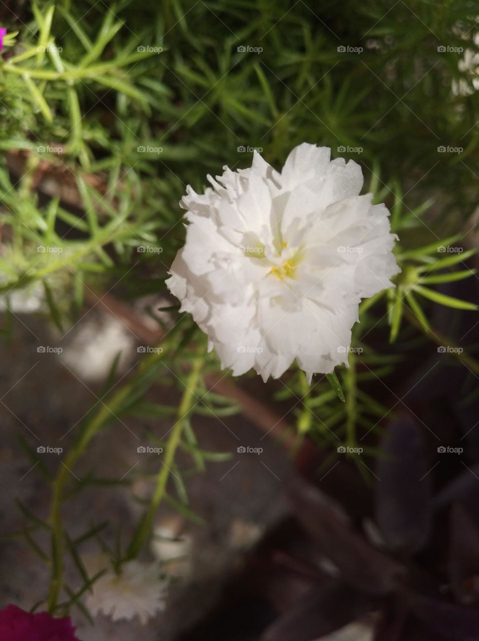 white flower looks very beautiful generally found everywhere seasonal fresh shurb