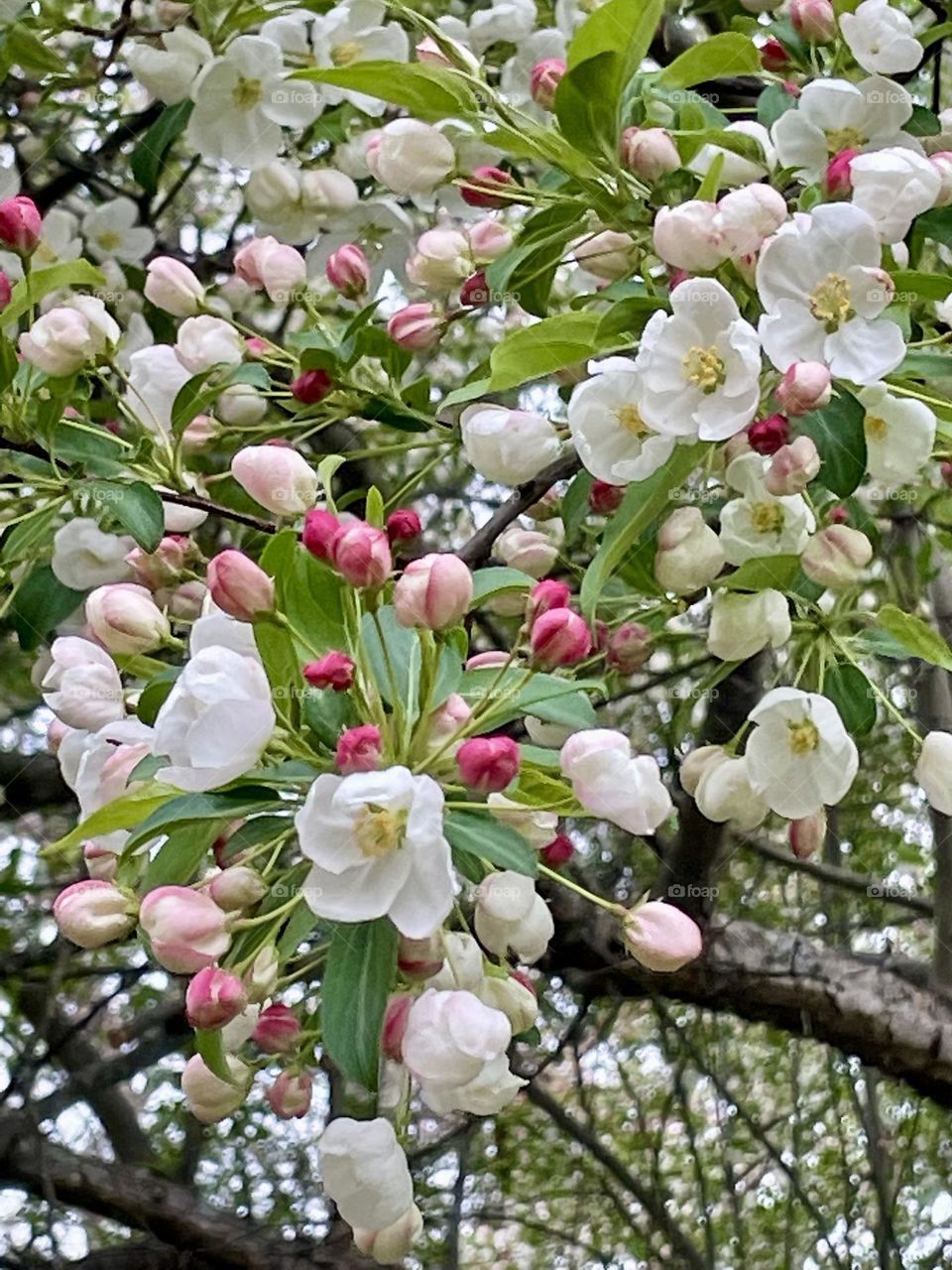 Crab apple blossoms burst in a vivid gradient—deep fuchsia buds fade to soft pink, finally blooming into delicate white flowers, creating a striking display of contrasting colors.