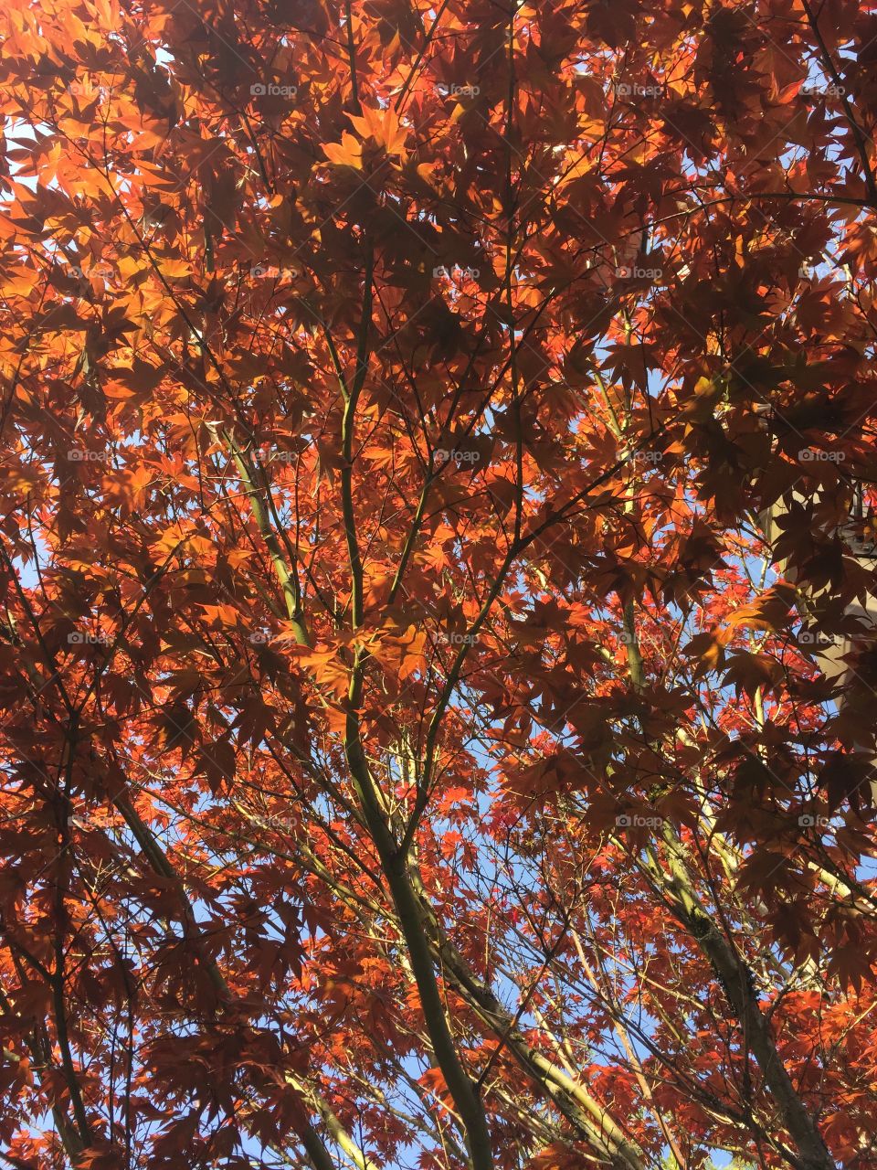 Maple changing color in fall