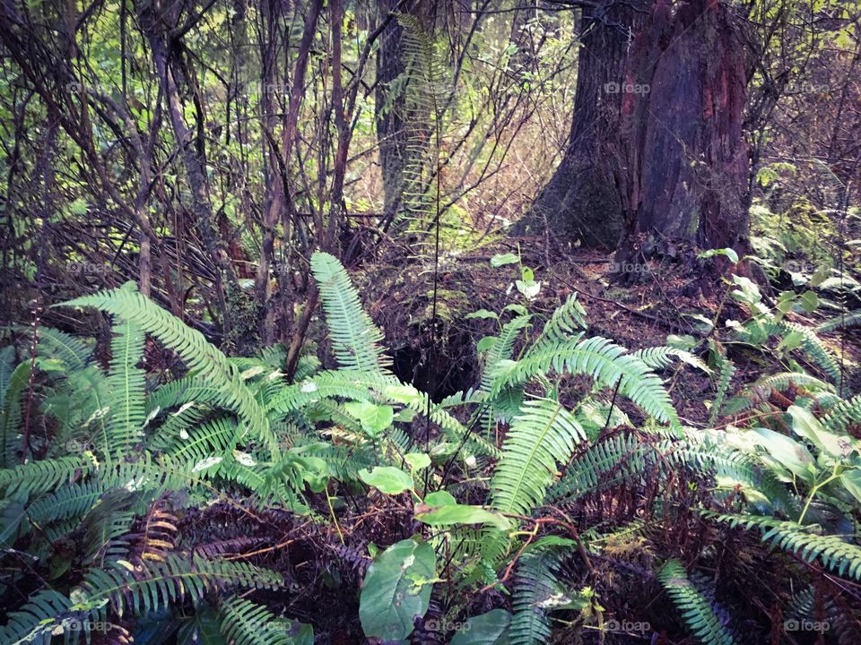 Ferns in the forest 