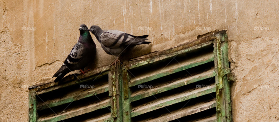 Two pigeons on window sill 