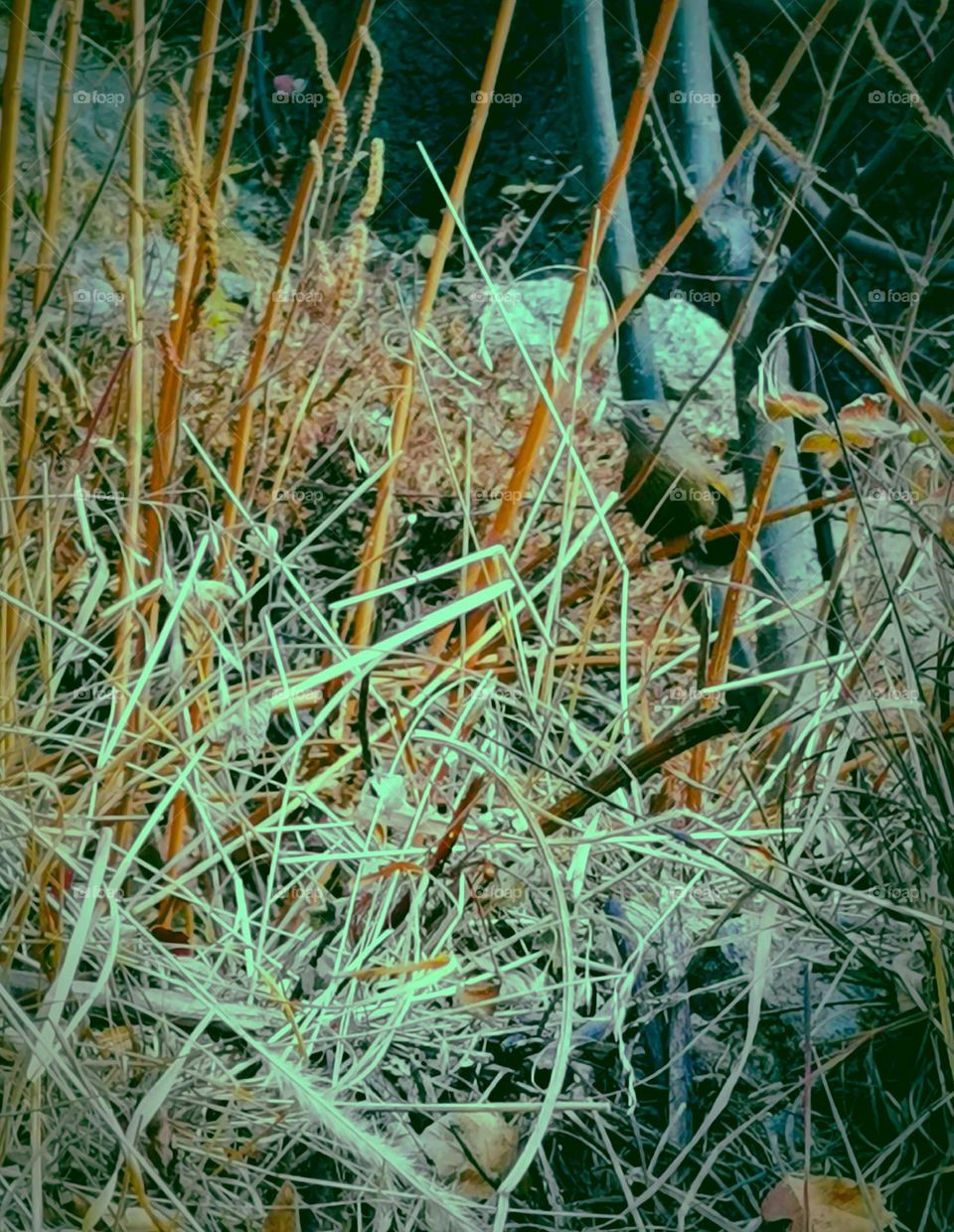 winter birds nesting