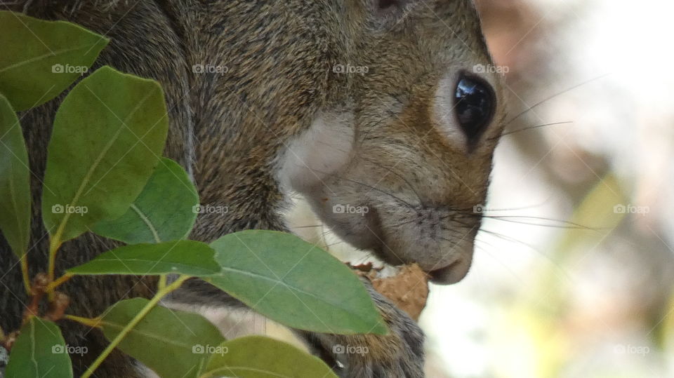 squirrel eating a roasted peanut in mahogany tree