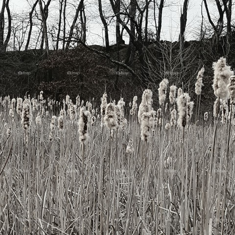 Cattails on the Marsh