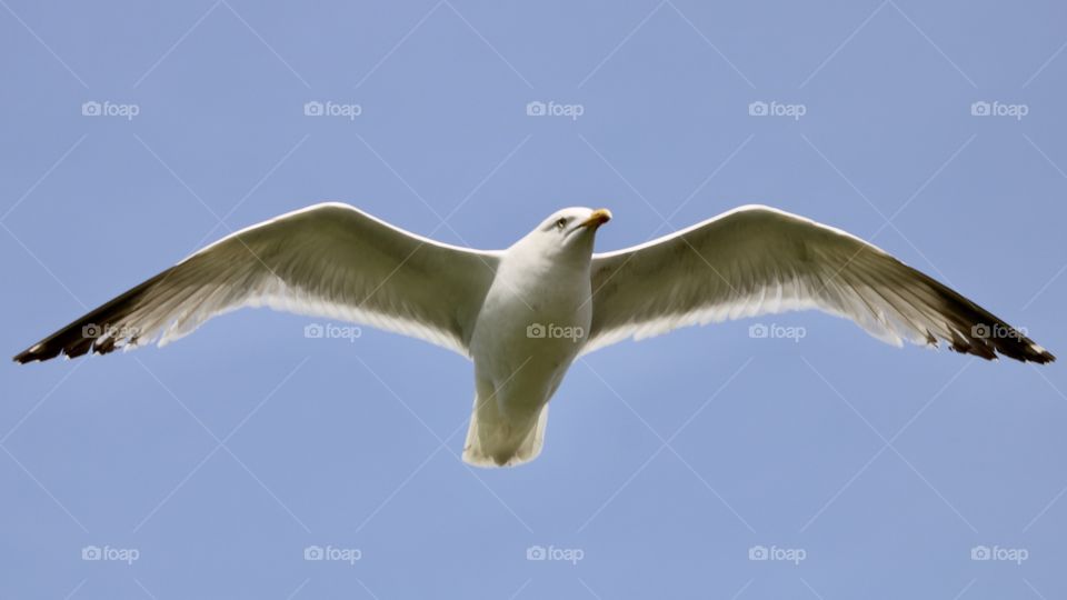 Seagull 