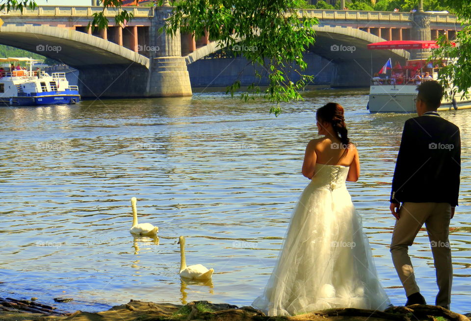 Wedding Couple and Swan Pair on Banks of the Moldau in Prague, Czechoslovakia